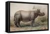 Javan Rhinoceros, 1874-Joseph Wolf-Framed Stretched Canvas
