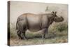 Javan Rhinoceros, 1874-Joseph Wolf-Stretched Canvas