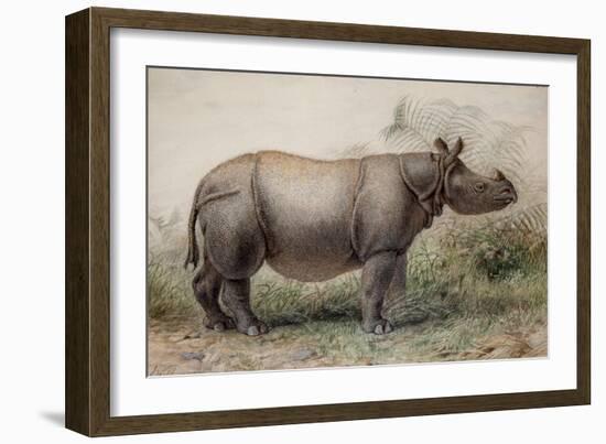 Javan Rhinoceros, 1874-Joseph Wolf-Framed Giclee Print