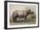 Javan Rhinoceros, 1874-Joseph Wolf-Framed Giclee Print