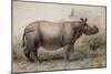 Javan Rhinoceros, 1874-Joseph Wolf-Mounted Giclee Print