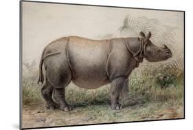 Javan Rhinoceros, 1874-Joseph Wolf-Mounted Giclee Print