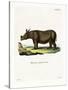 Javan Rhinoceros-null-Stretched Canvas