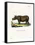 Javan Rhinoceros-null-Framed Stretched Canvas