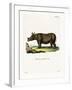 Javan Rhinoceros-null-Framed Giclee Print