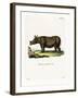 Javan Rhinoceros-null-Framed Giclee Print