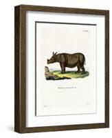 Javan Rhinoceros-null-Framed Giclee Print