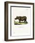 Javan Rhinoceros-null-Framed Giclee Print