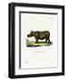 Javan Rhinoceros-null-Framed Giclee Print