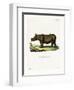 Javan Rhinoceros-null-Framed Giclee Print