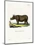 Javan Rhinoceros-null-Mounted Giclee Print