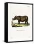 Javan Rhinoceros-null-Framed Stretched Canvas