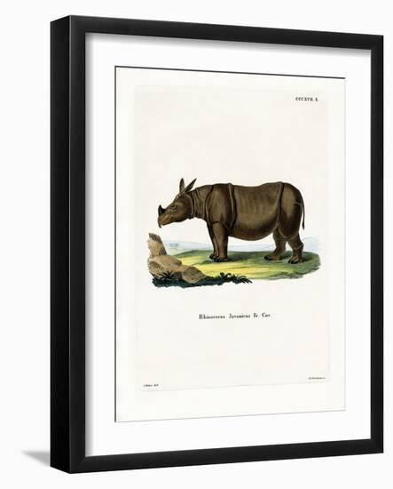Javan Rhinoceros-null-Framed Giclee Print