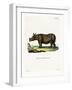 Javan Rhinoceros-null-Framed Giclee Print