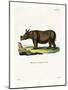 Javan Rhinoceros-null-Mounted Giclee Print