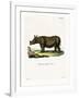 Javan Rhinoceros-null-Framed Giclee Print