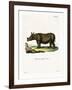Javan Rhinoceros-null-Framed Giclee Print
