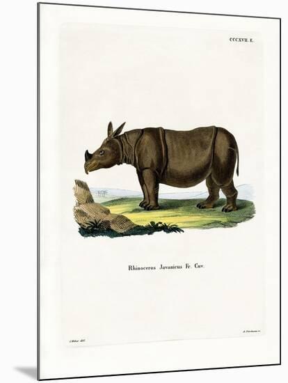 Javan Rhinoceros-null-Mounted Giclee Print