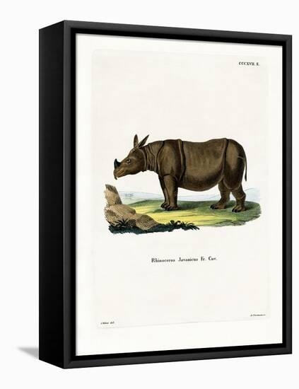 Javan Rhinoceros-null-Framed Stretched Canvas