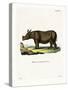 Javan Rhinoceros-null-Stretched Canvas