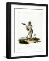 Javan Silvery Gibbon-null-Framed Giclee Print