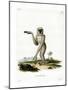 Javan Silvery Gibbon-null-Mounted Giclee Print