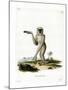 Javan Silvery Gibbon-null-Mounted Giclee Print