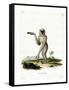 Javan Silvery Gibbon-null-Framed Stretched Canvas