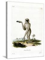 Javan Silvery Gibbon-null-Stretched Canvas
