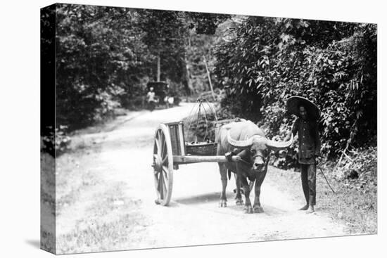 Javanese Bullock Cart-null-Stretched Canvas