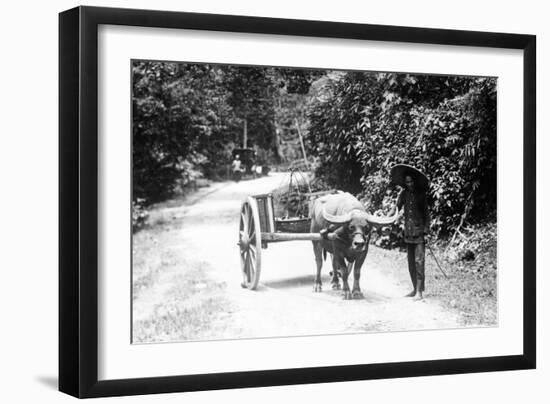 Javanese Bullock Cart-null-Framed Photographic Print