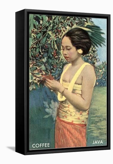 Javanese Girl Picking Coffee-null-Framed Stretched Canvas