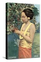 Javanese Girl Picking Coffee-null-Stretched Canvas