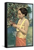 Javanese Girl Picking Coffee-null-Framed Stretched Canvas