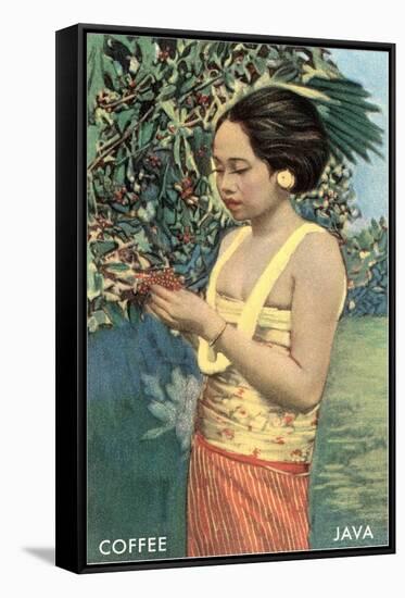 Javanese Girl Picking Coffee-null-Framed Stretched Canvas