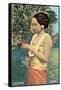 Javanese Girl Picking Coffee-null-Framed Stretched Canvas