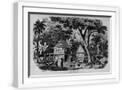 White Frame