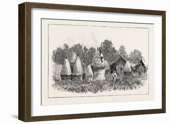 Javanese Labourers Stacking Rice-null-Framed Giclee Print