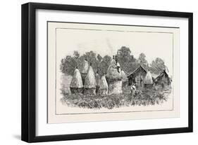 Javanese Labourers Stacking Rice-null-Framed Giclee Print