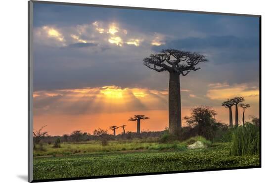 Photographic Print, , large