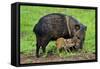 Javelina Mother with Young-null-Framed Stretched Canvas