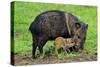 Javelina Mother with Young-null-Stretched Canvas