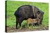 Javelina Mother with Young-null-Stretched Canvas