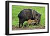 Javelina Mother with Young-null-Framed Photographic Print