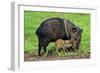 Javelina Mother with Young-null-Framed Photographic Print