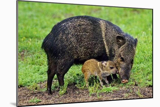 Javelina Mother with Young-null-Mounted Photographic Print