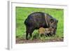 Javelina Mother with Young-null-Framed Photographic Print