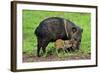 Javelina Mother with Young-null-Framed Photographic Print