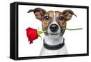 Framed Canvas