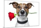 Wood Mount